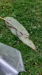 Phyllocnistis saligna