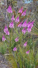 Comesperma virgatum