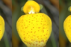 Calceolaria polyrhiza