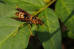 Polistes jokahamae