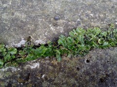 Marchantia polymorpha ruderalis