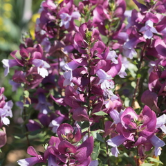 Prostanthera magnifica