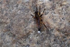 Promachus yesonicus