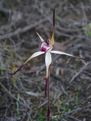Caladenia hastata