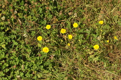 Coleostephus myconis