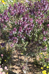Prostanthera magnifica