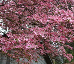 Cornus florida rubra