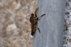 Promachus yesonicus