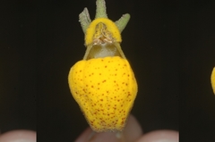 Calceolaria polyrhiza