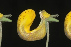 Calceolaria polyrhiza