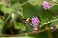 Macroglossum bombylans