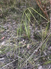 Austrostipa muelleri