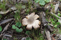 Sclerodermataceae