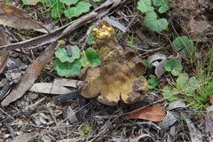 Sclerodermataceae