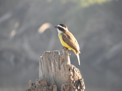 Pitangus sulphuratus