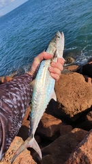 Scomberomorus queenslandicus