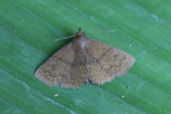 Antapistis malis