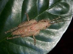 Olcinia