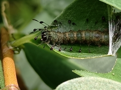Homodes bracteigutta