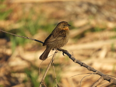 Chrysomus ruficapillus