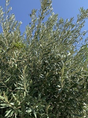 Olea europaea