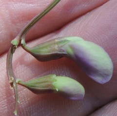 Lathyrus filiformis