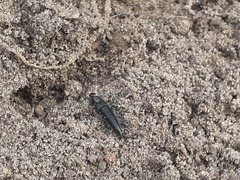 Philonthus decorus