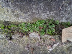 Marchantia polymorpha ruderalis