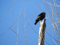 Hymenops perspicillatus