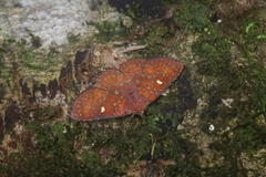 Antapistis