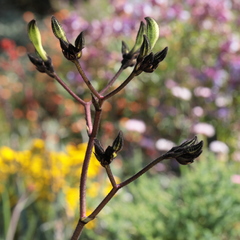 Macropidia fuliginosa