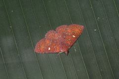 Antapistis