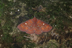 Antapistis