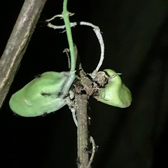 Dischidia major
