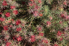 Darwinia pinifolia