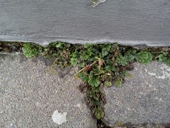 Marchantia polymorpha ruderalis