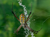 Grass Cross Spider - Photo (c) Supratim Deb, some rights reserved (CC BY-NC-ND), uploaded by Supratim Deb