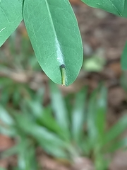 Polyura hebe plautus