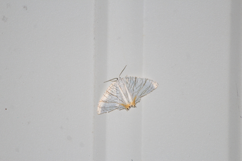 Meleaba urania