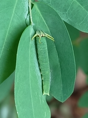 Polyura hebe plautus