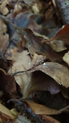 Rhizomarasmius setosus