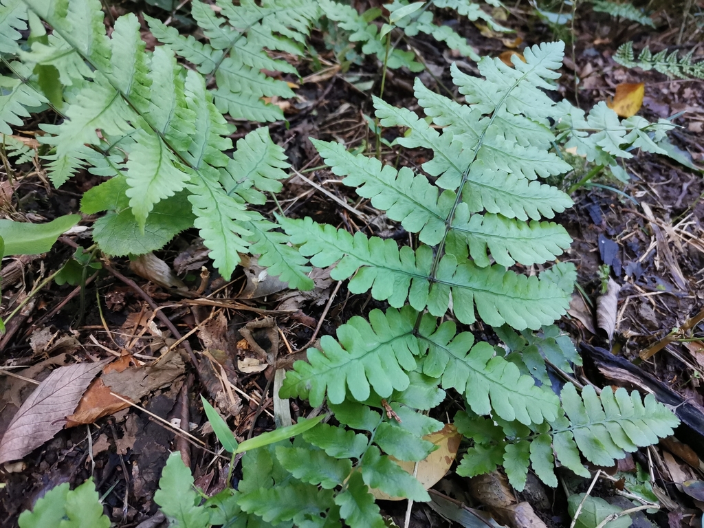 Cornopteris decurrenti-alata