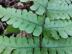 Cornopteris decurrenti-alata
