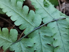 Cornopteris decurrenti-alata