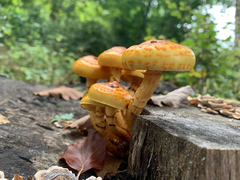 Pholiota adiposa