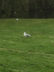 Chroicocephalus ridibundus