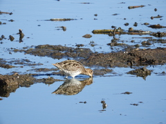Gallinago paraguaiae