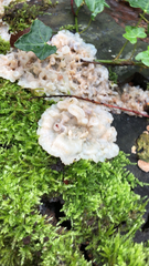 Agaricomycetes