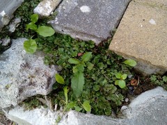 Marchantia polymorpha ruderalis