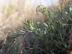 Artemisia caerulescens
